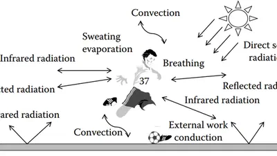 Heat and Mass Transfer Project 1: Human Body Heat Balance featured image