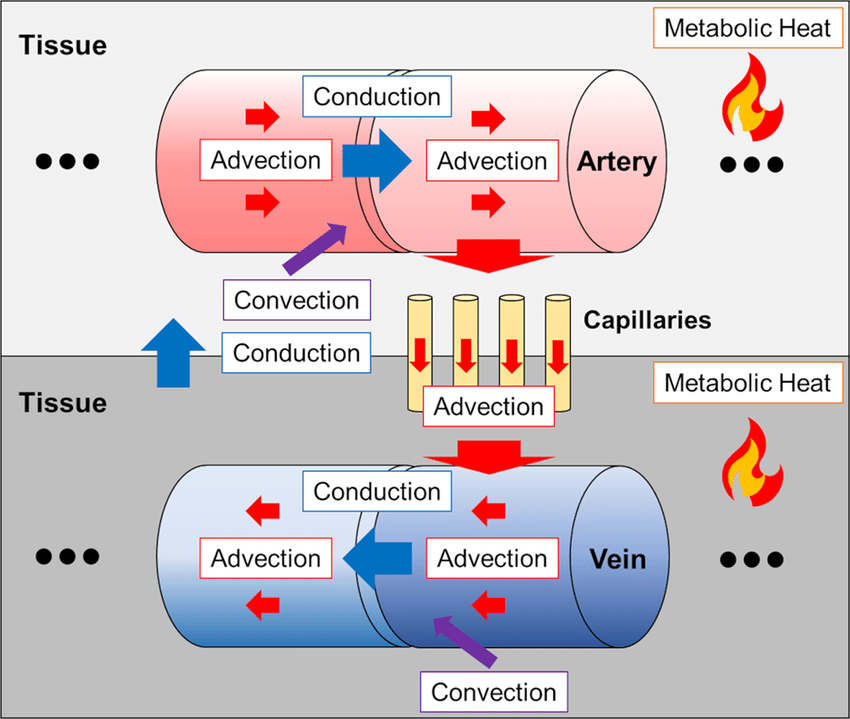 Microvascular Heat Transfer from Transport Phenomena in Biomedical Engineering