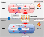 Heat and Mass Transfer Project 2: Microvascular Heat Transfer