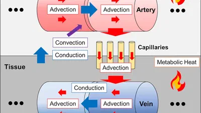 Heat and Mass Transfer Project 2: Microvascular Heat Transfer featured image